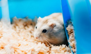 倉鼠舔人代表什么 倉鼠舔人有什么可能嗎