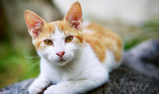 好聽的布偶貓高端名字 適合布偶貓的名字