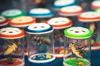 蟈蟈和蛐蛐的區別 蟈蟈和蛐蛐的區別是什么