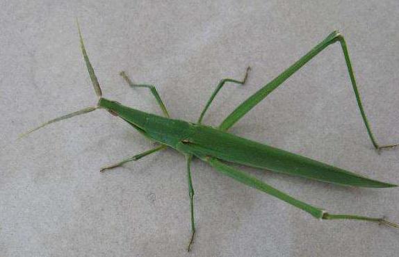 蚱蜢和螞蚱一樣嗎(蚱蜢和螞蚱的區(qū)別)