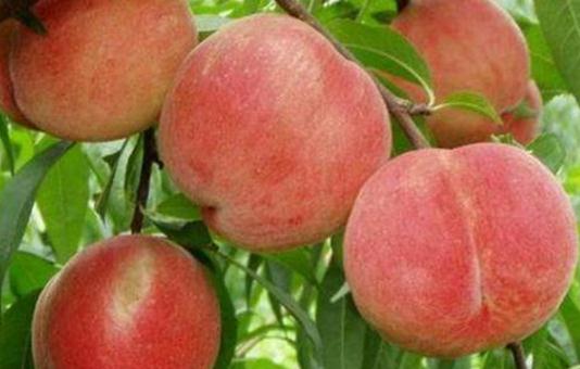 12月份成熟的冬桃有哪些品種 12月份成熟的冬桃有什么品種