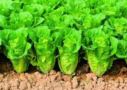 白菜幾月份種植合適(白菜種植時(shí)間在幾月份)