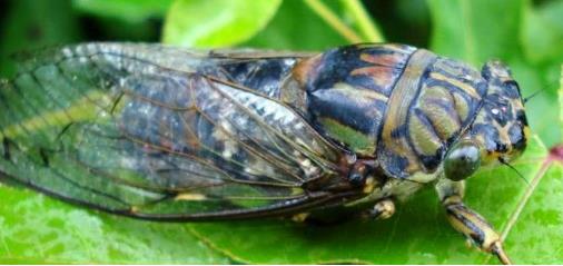 金蟬怎么繁殖的 金蟬怎么繁殖是在哪里