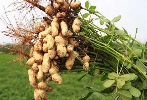 什么花生品種最好(花生品種那個(gè)好 )