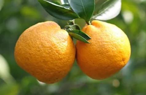 溫州土特產品有哪些 溫州特產介紹