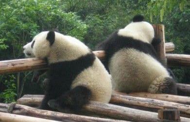 介紹熊貓的最詳細的資料 適合三年級學生