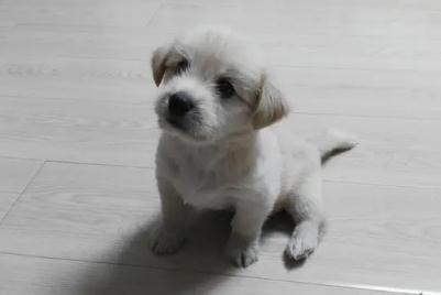 一個月零六天的小笨狗吃什么?