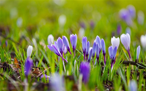 出花園門簡短祝福語 成年禮簡短寄語