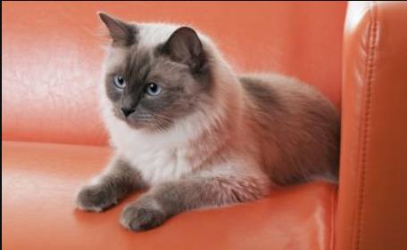 重點(diǎn)色布偶貓是指什么 重點(diǎn)色布偶貓性格好嗎