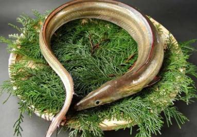 鰻魚(yú)為什么不能人工繁殖(鰻魚(yú)是怎么繁殖的)