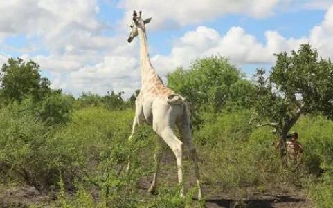 全球僅剩一只的動物的是什么 稀有動物介紹資料