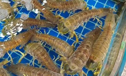 楊小立個人資料簡介 著名水產專家楊小立介紹資料