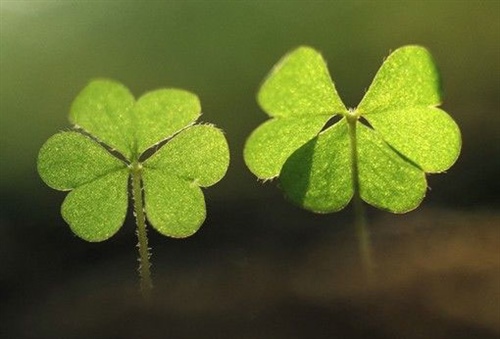 防疫情愛(ài)家園手抄報(bào) 防疫情愛(ài)家園手抄報(bào)畫報(bào)