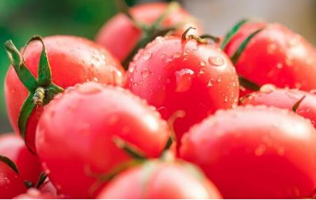 西紅柿和蜂蜜能一起吃嗎