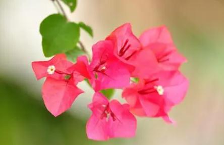 深圳市的市花是什么花 三角梅的簡述