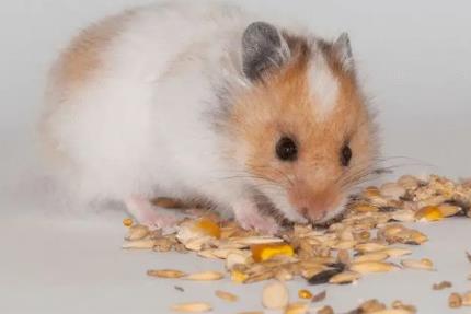 屬鼠人2023年全年運勢及運程 屬鼠人2023年健康運勢