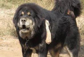 母獒什么時候配種合適 母藏獒多大配種合適