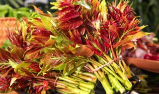 秋天種香椿種子可以嗎(香椿種子怎樣播種)