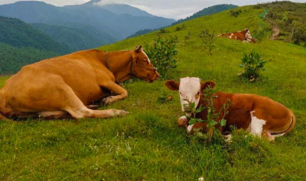 辛丑年是什么意思 辛丑年是哪一年屬什么