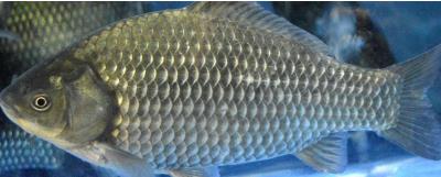 銀鯽苗怎樣繁育吃什么？銀鯽的養(yǎng)殖方法介紹