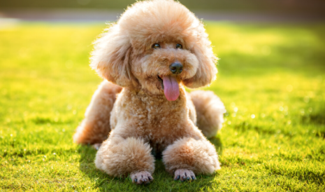 泰迪掉牙以后能活幾年 狗狗的壽命并沒有人那樣長