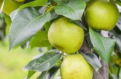 梨的由來和歷史介紹(梨的名字的由來)