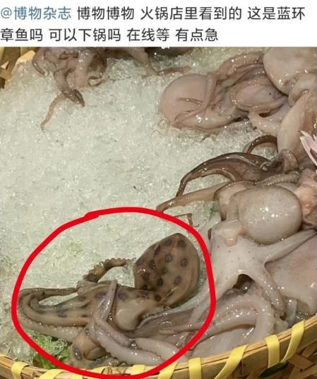網友稱吃火鍋遇劇毒藍環章魚，其毒性強被咬一口即可致命