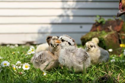 81年屬雞什么時候翻身，2023年后有什么機遇之年？