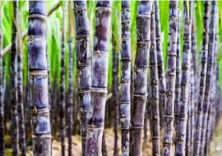 甘蔗是不是綠通貨物 甘蔗是綠通貨物嗎