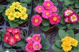 報春花種子什么時候播種 報春花什么時候播種好