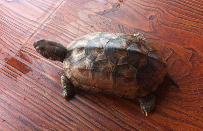 養烏龜是聚財還是破財 養烏龜招財的風水禁忌