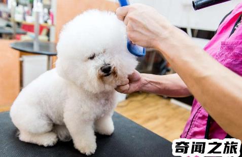 比熊犬一般多少錢一只（比熊犬最便宜多少錢一只幼犬）