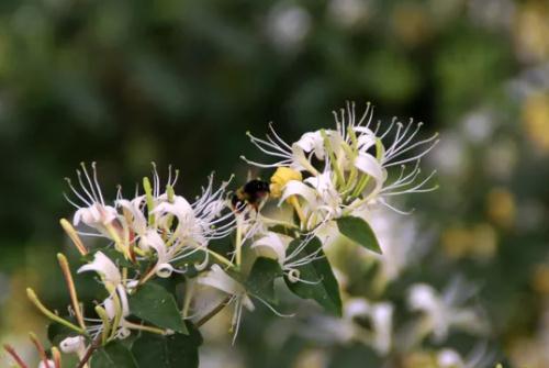 金銀花采摘要注意什么 金銀花采摘后怎么處理