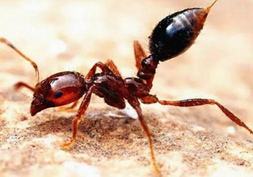 紅火蟻是物種入侵嗎 紅火蟻這是什么物種？