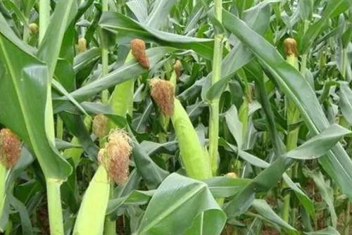 玉米先抽穗還是先出棒 玉米先抽穗還是先出棒子