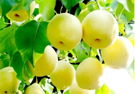 梨的來歷故事 關于梨的歷史故事