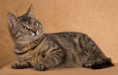 貓是屬于什么動物