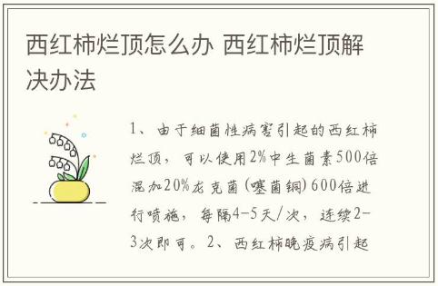 西紅柿爛頂怎么辦 西紅柿爛頂解決辦法