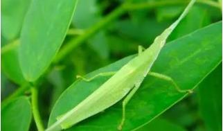 土螞蚱的生活習性 土螞蚱的生活習性介紹