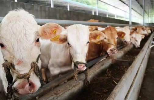 養(yǎng)殖業(yè)國(guó)家扶持的項(xiàng)目有哪些（國(guó)家扶持的養(yǎng)殖項(xiàng)目有哪些）