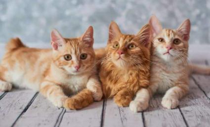 貓排出來的絳蟲會感染人嗎 定時給貓咪驅蟲很重要