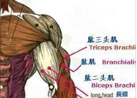 肱三頭肌在哪 肱三頭肌的簡介