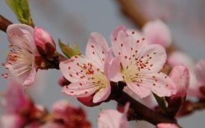 桃花在哪個季節開 桃花是什么季節開的