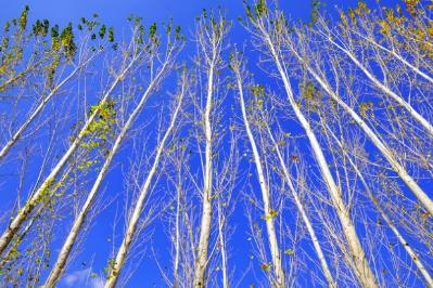 白楊禮贊寫作背景 白楊禮贊作者介紹