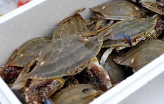 梭子蟹養(yǎng)殖的還是野生的 梭子蟹的習(xí)性及養(yǎng)殖條件