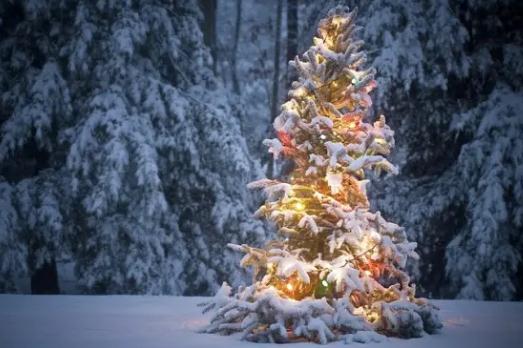 圣誕樹是什么樹(圣誕樹的來歷)