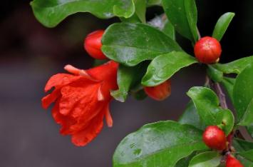 石榴花是什么季節(jié)開的 石榴花的春季開放嗎