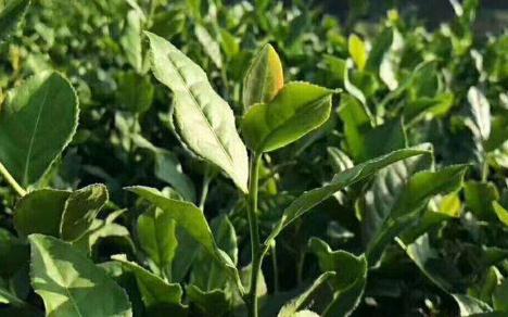 鐵觀(guān)音屬于什么茶 鐵觀(guān)音是哪種茶