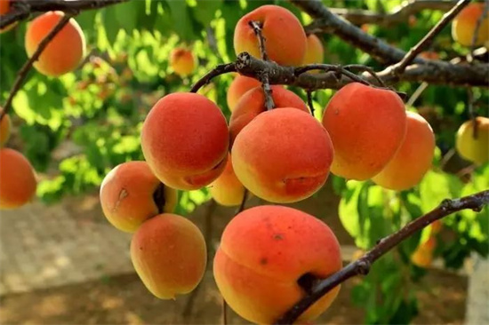 丹東有哪些特色水果 丹東的特產介紹