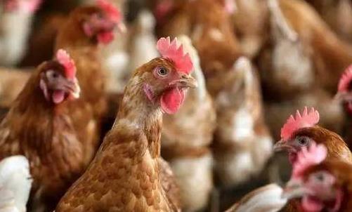 禽流感一般在幾月份?為大家介紹一下